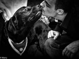 le meilleur ami de l'homme