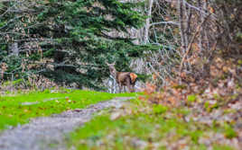 Au détour d'un sentier