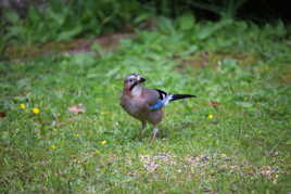 Les sentinelles bruyantes de la forêt.