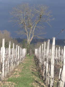 Vignoble d'hiver
