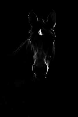 Another black beauty