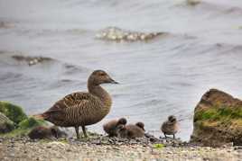 Mme Eider et ses petits