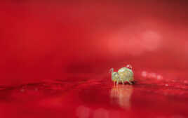 Le petit porteur d'eau!