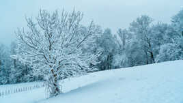 Bientôt le printemps !