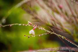 Une fleurs ,des gouttes.