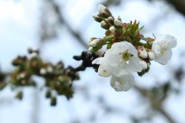 Perle Blanche en éclos