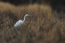 A la recherche d'un repas