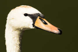 Cygne