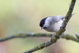 C'est moi la nonette !