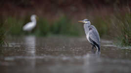 Les gardiens de l'étang