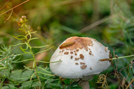 Sur mon champignon !