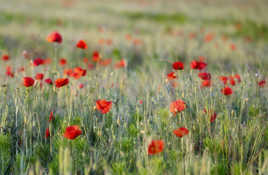 J'ai du rêver de coquelicots