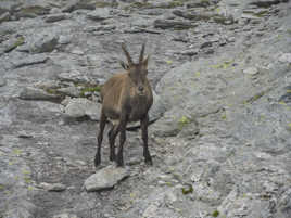 Col d'Ambin-bivouac Walter Blais