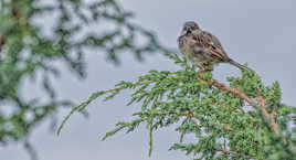 je suis cuit,cuit,cuit...