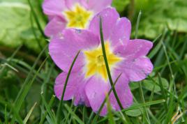 Petite violette cachée.