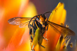 Focus Stacking Frelon