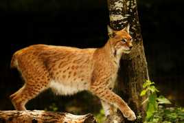 Lynx roux d'europe