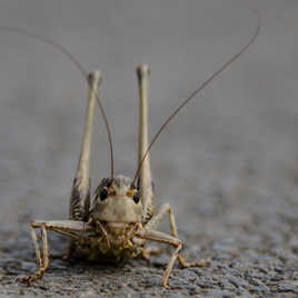 Le monstre du tarmac