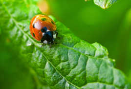 Coccinelle