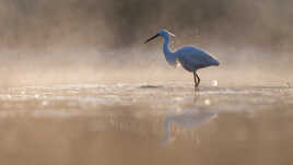 Reflet d'or et de brume