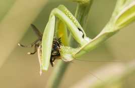 Casse croute de manthe religieuse