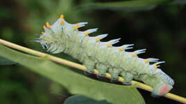 Papillon atlas