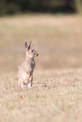 Lapin de Garenne