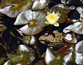 La Grenouille et le Nénuphar