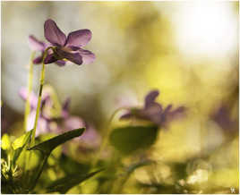 violettes