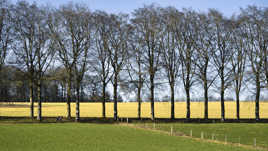 Graphisme campagnard