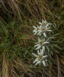 Edelweiss