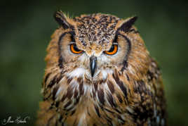 Hibou...de