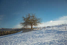 Arbre en hiver