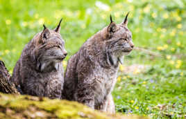 Lynx