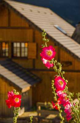 Fleurs en montagne