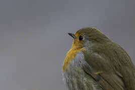 Rouge-gorge familier