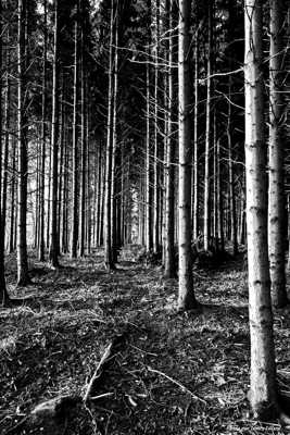 La forêt au coucher du soleil