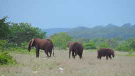 La marche des éléphants