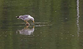 la mouette