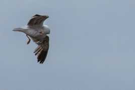 Gratouilles en plein vol