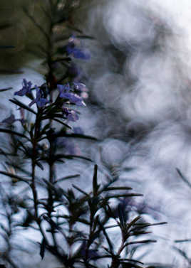 Romarin dans les nuages