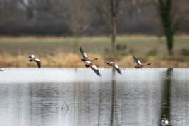 Envol de canards