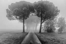 chemin dans le brouillard