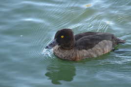 Fuligule morillon,,,