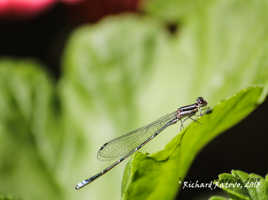 Damselfly