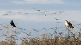 Oiseaux en Dombes