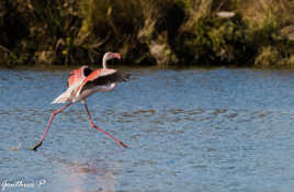 Attérissage sur l'eau