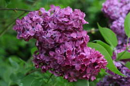 lilas