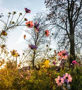 Contre-jour floral