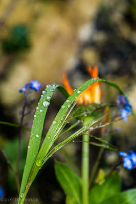 Apres la pluie